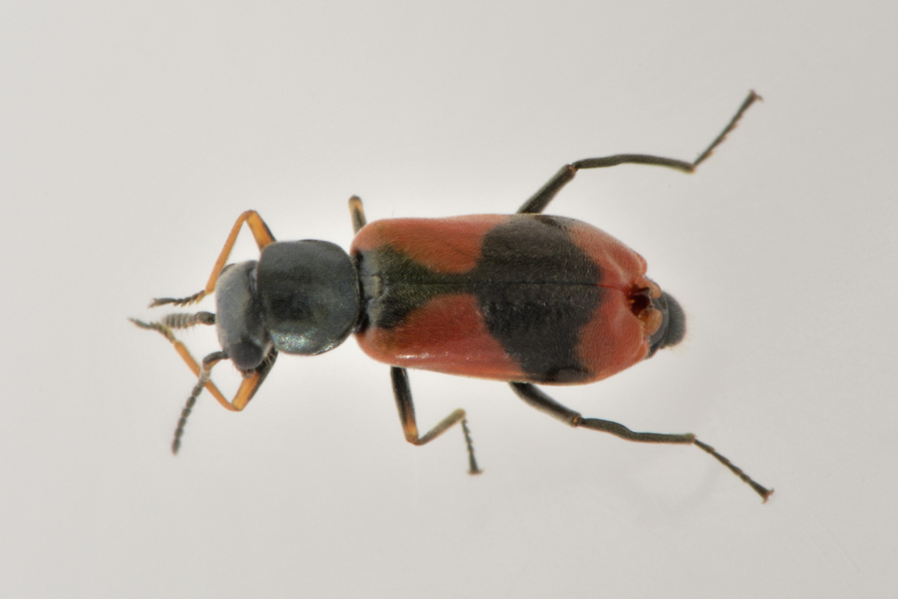 Malachiidae: Anthocomus equestris?  S, maschio